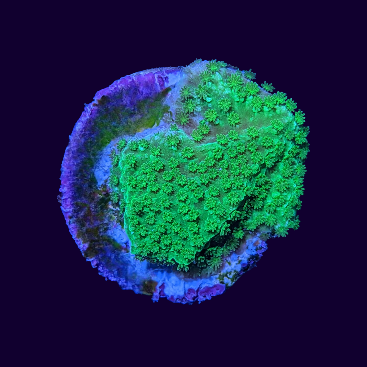 Montipora (UK Grown)