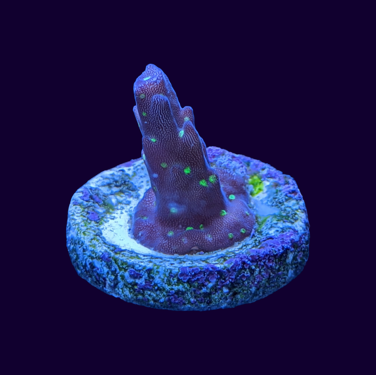 Acropora Frag (UK Grown)