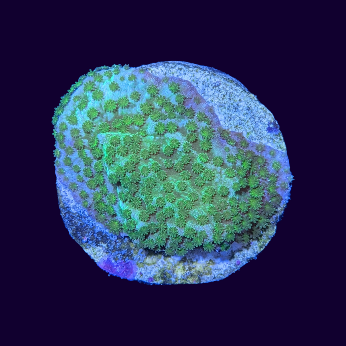 Montipora (UK Grown)