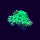 Green Sinularia Dura Cabbage Coral