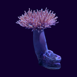 Toadstool Frag