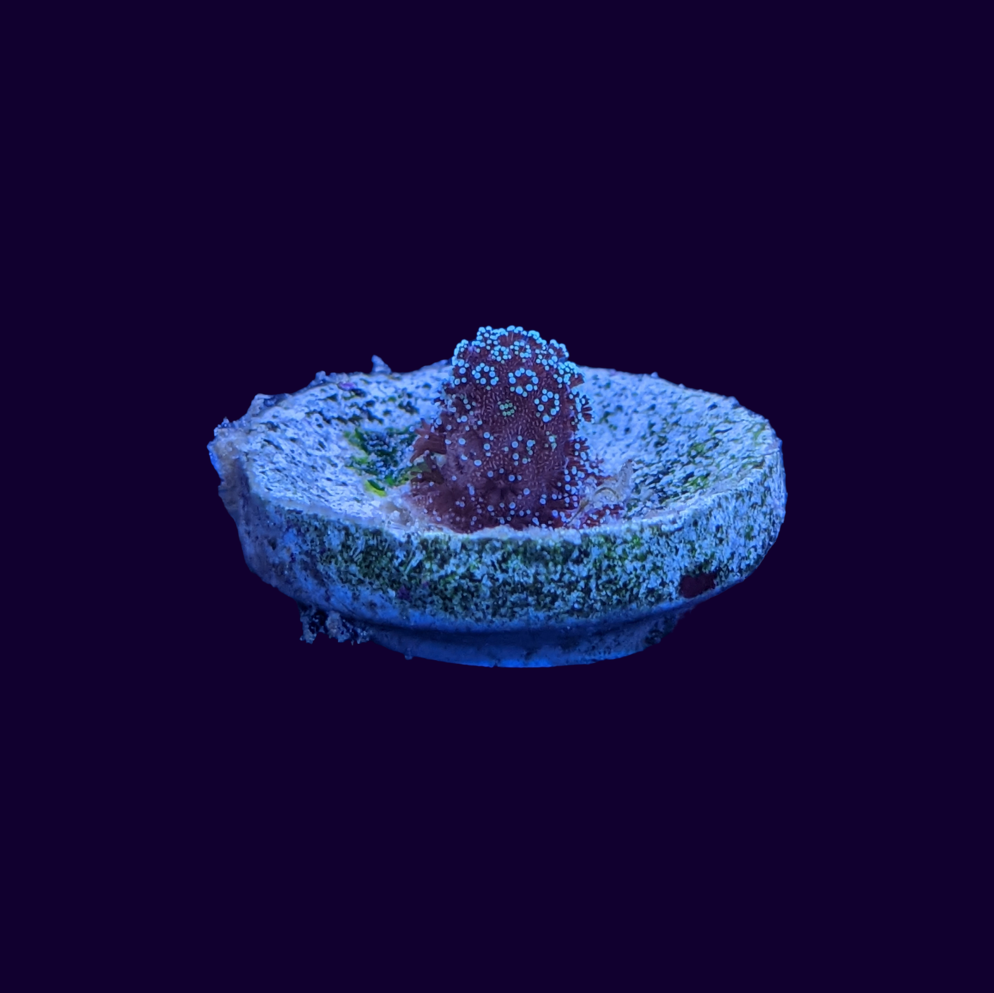 Blue Polyp Stylophora – thecoralcentre