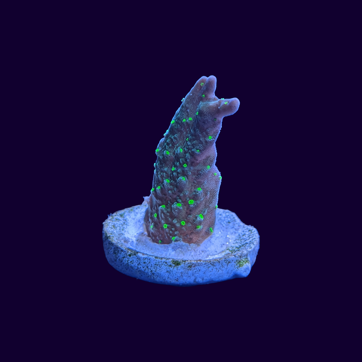 Hirsuta Montipora (UK Grown)