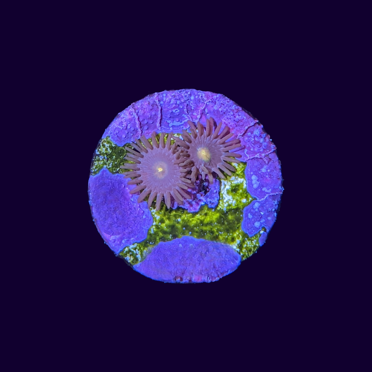 Zoa Frag (UK Grown)