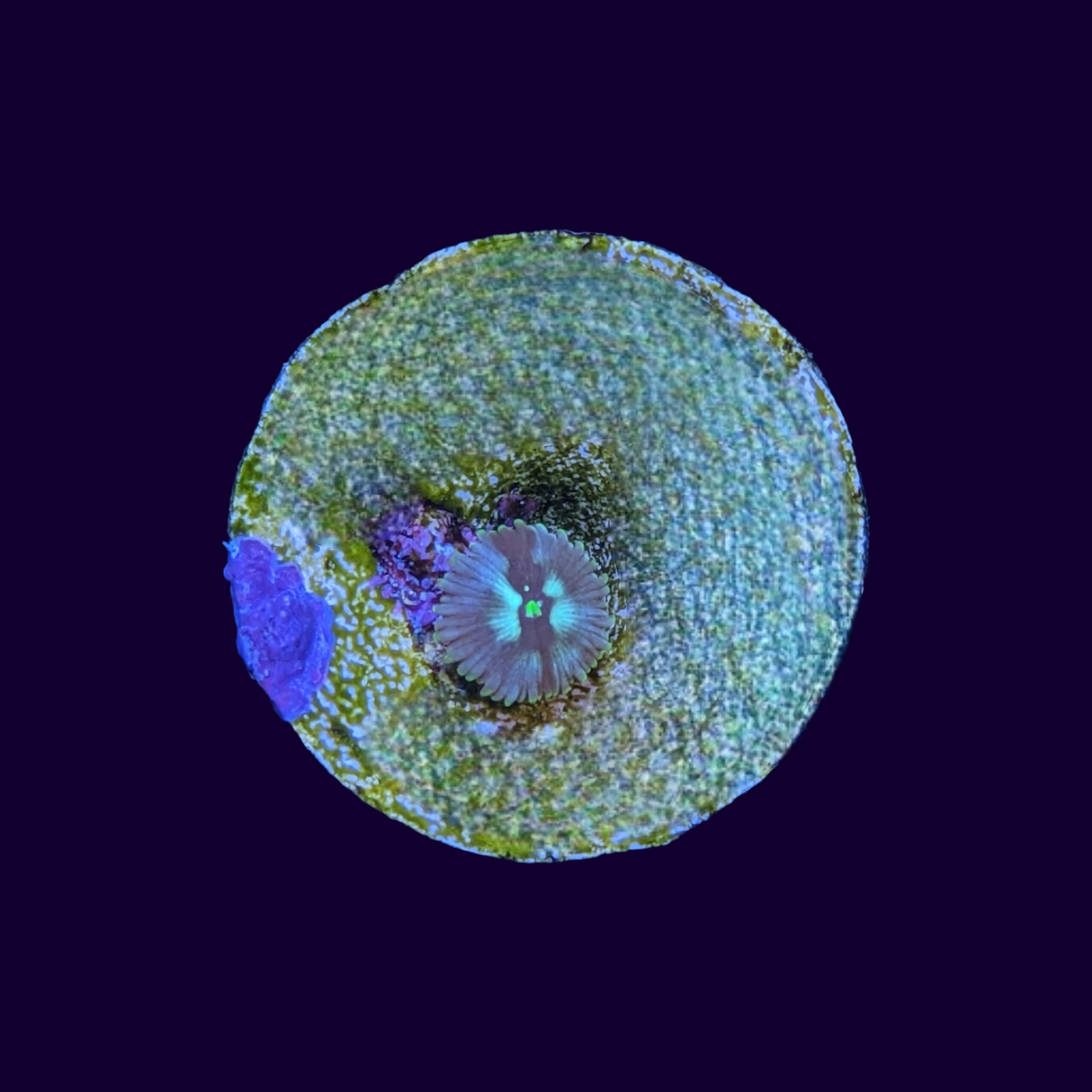 Zoa Frag