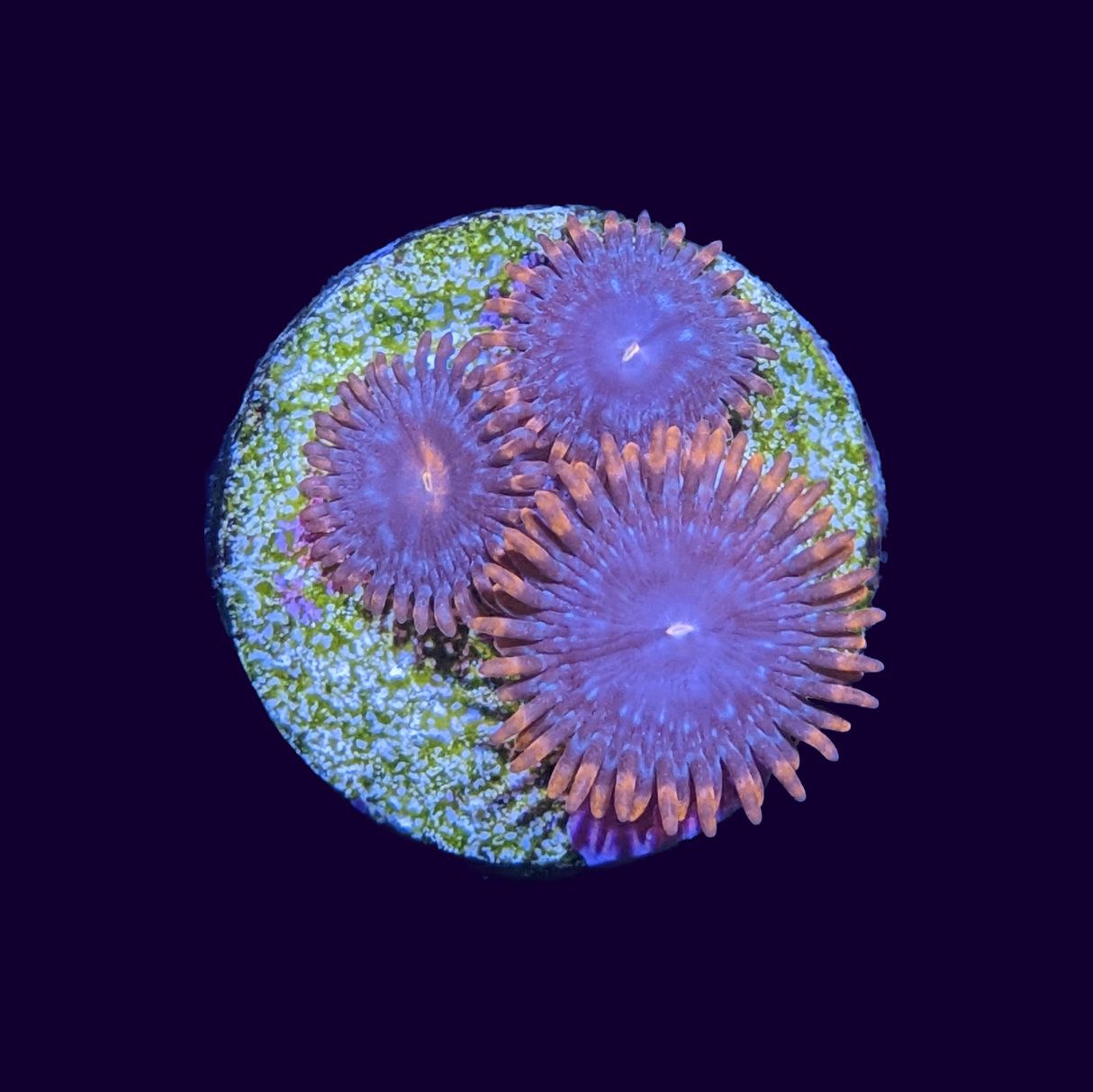 Orange Zoa Frag