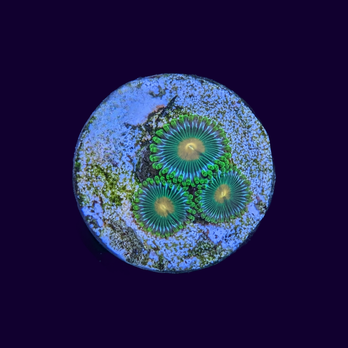 John Deere Zoa Frag