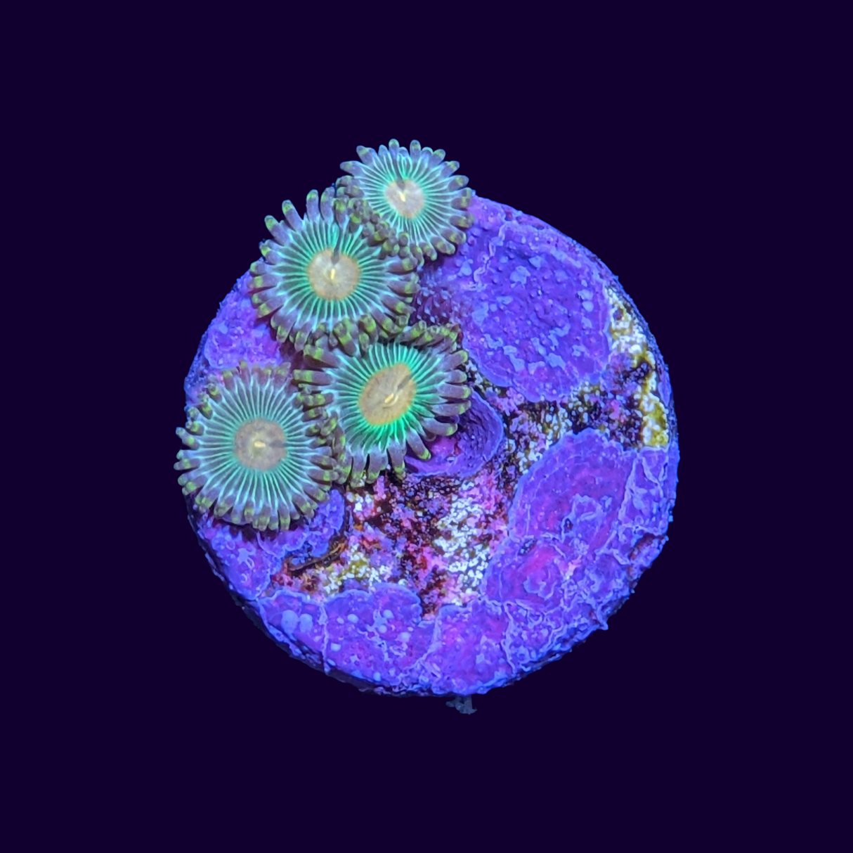 John Deere Zoa Frag