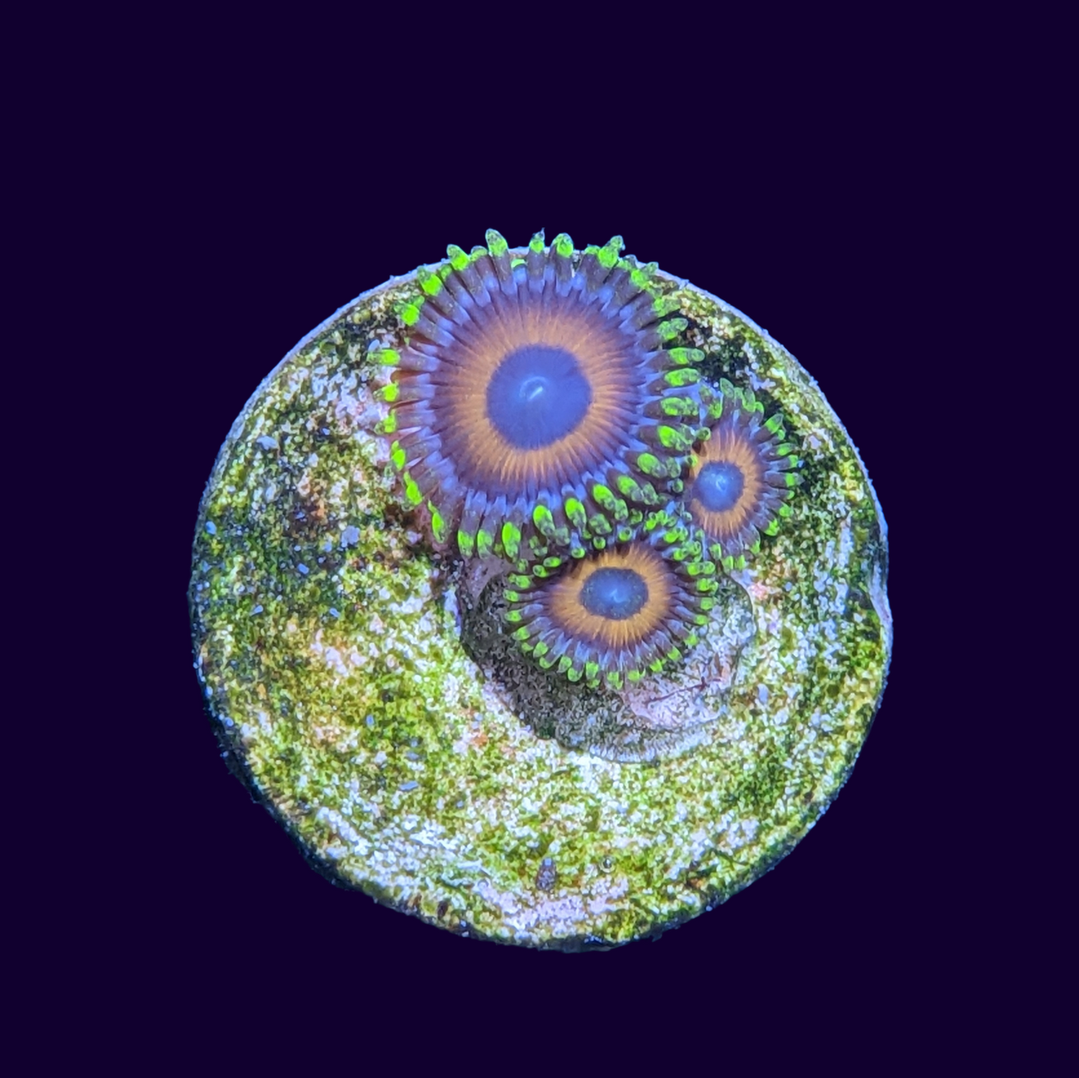 Eagle Eyes Zoa Frag