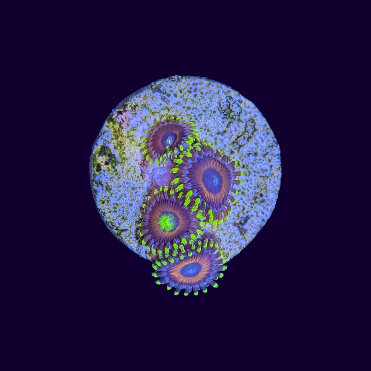 Eagle Eyes Zoa Frag