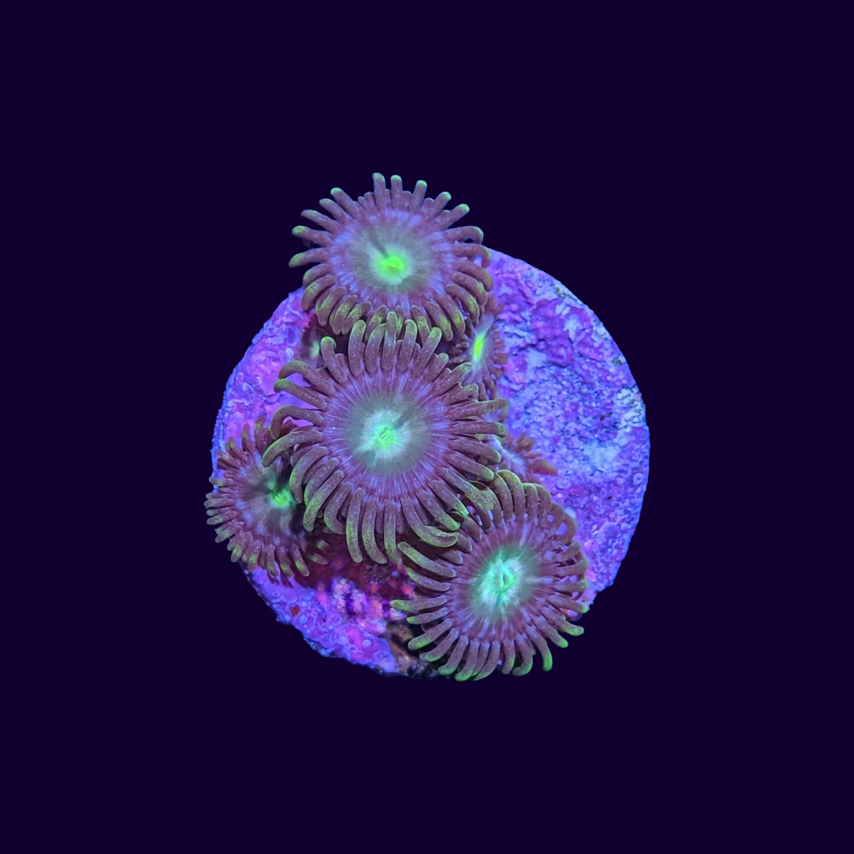 Zoa Frag