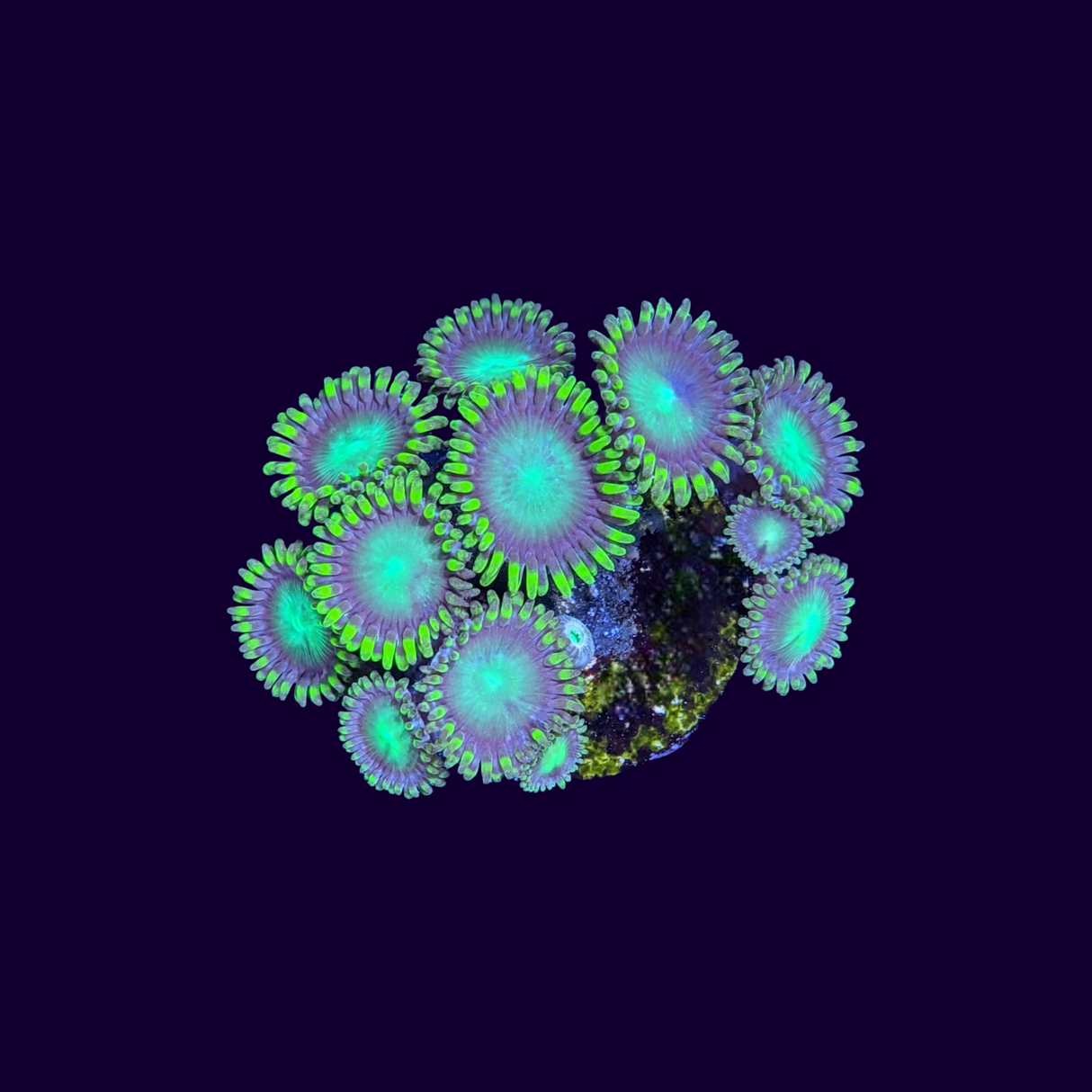 Radioactive Dragons Eye Zoa Frag