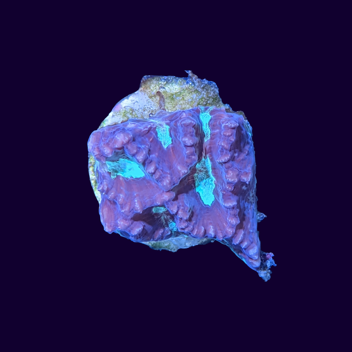 Red and Green Favites