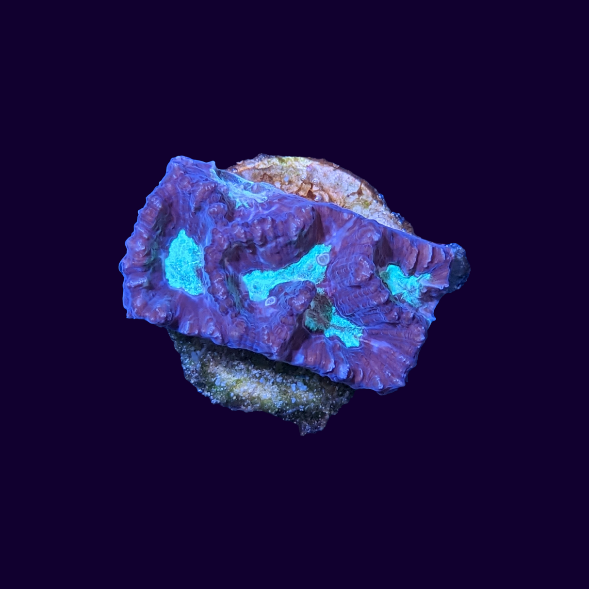 Red and Green Favites