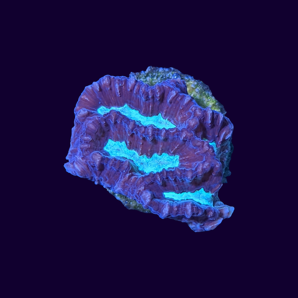 Red and Green Favites