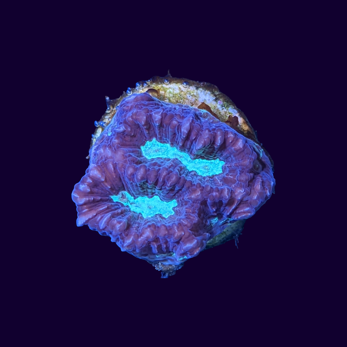 Red and Green Favites