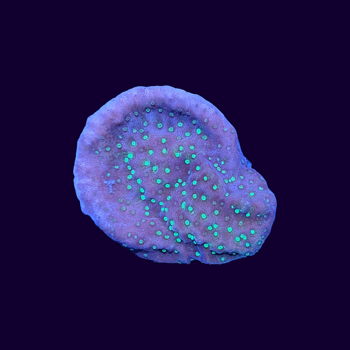 Tropic Thunder Montipora
