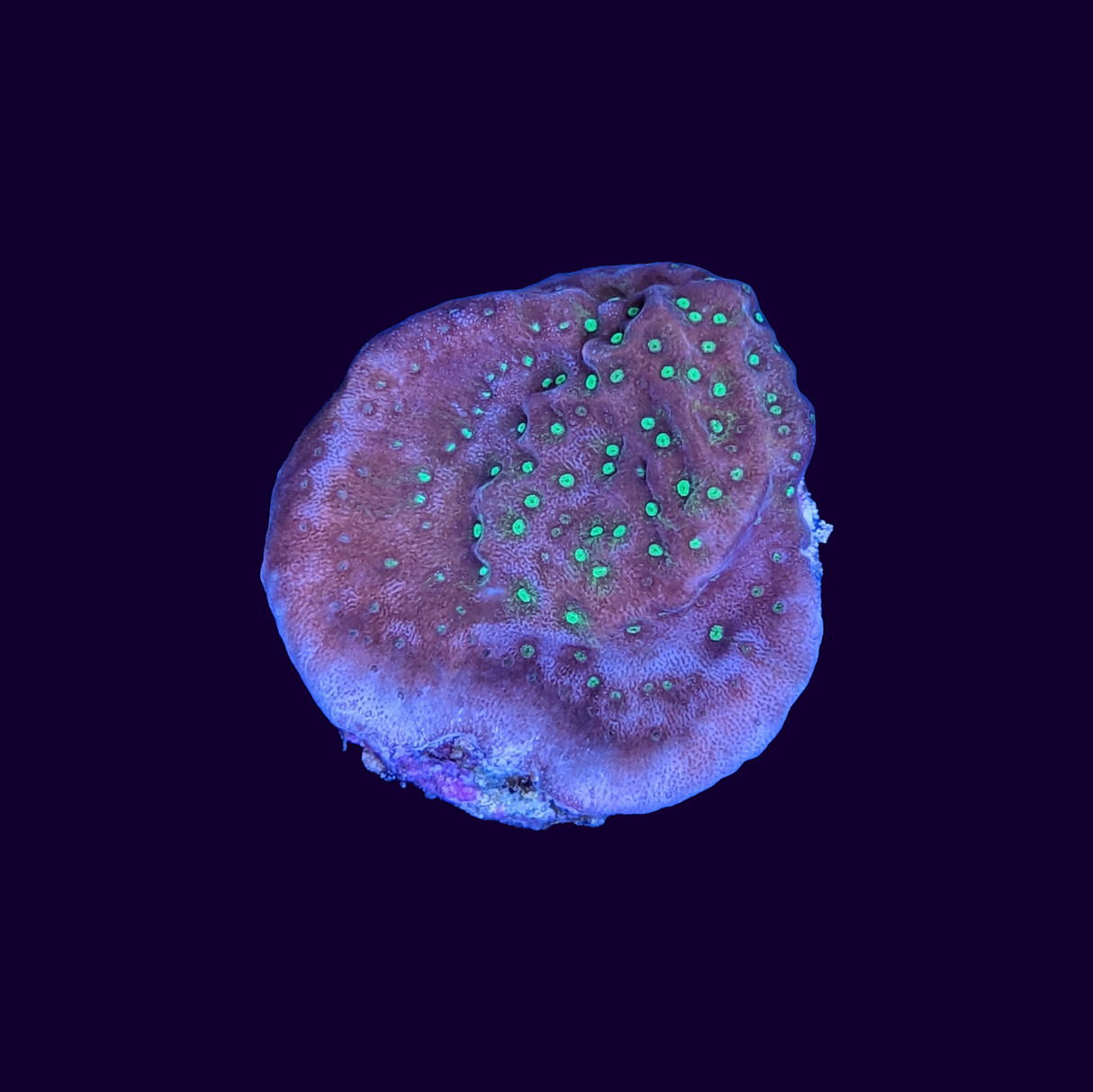 Tropic Thunder Montipora