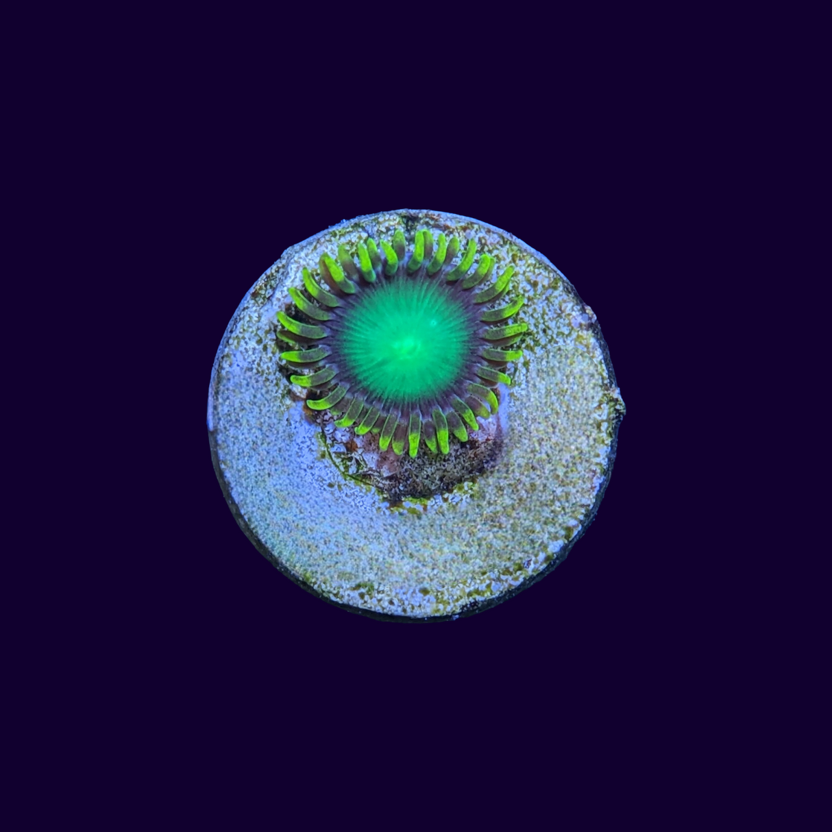 Radioactive Dragons Eye Zoa Frag