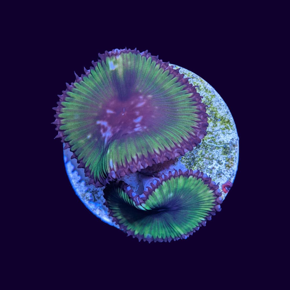 Grandis Paly Zoa Frag