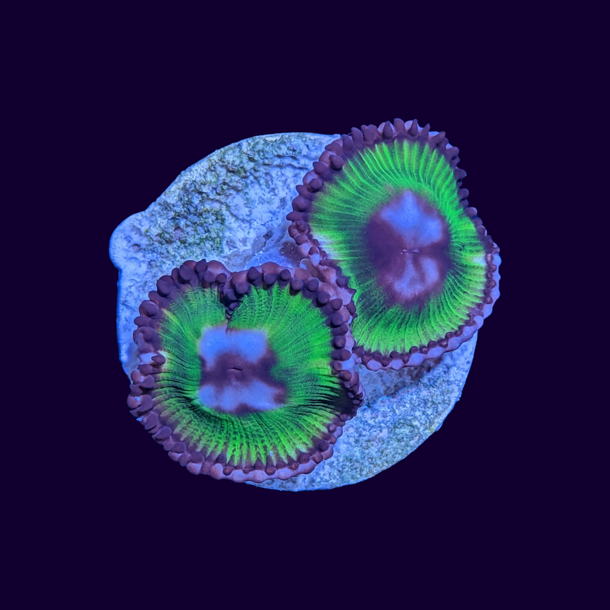 Grandis Paly Zoa Frag