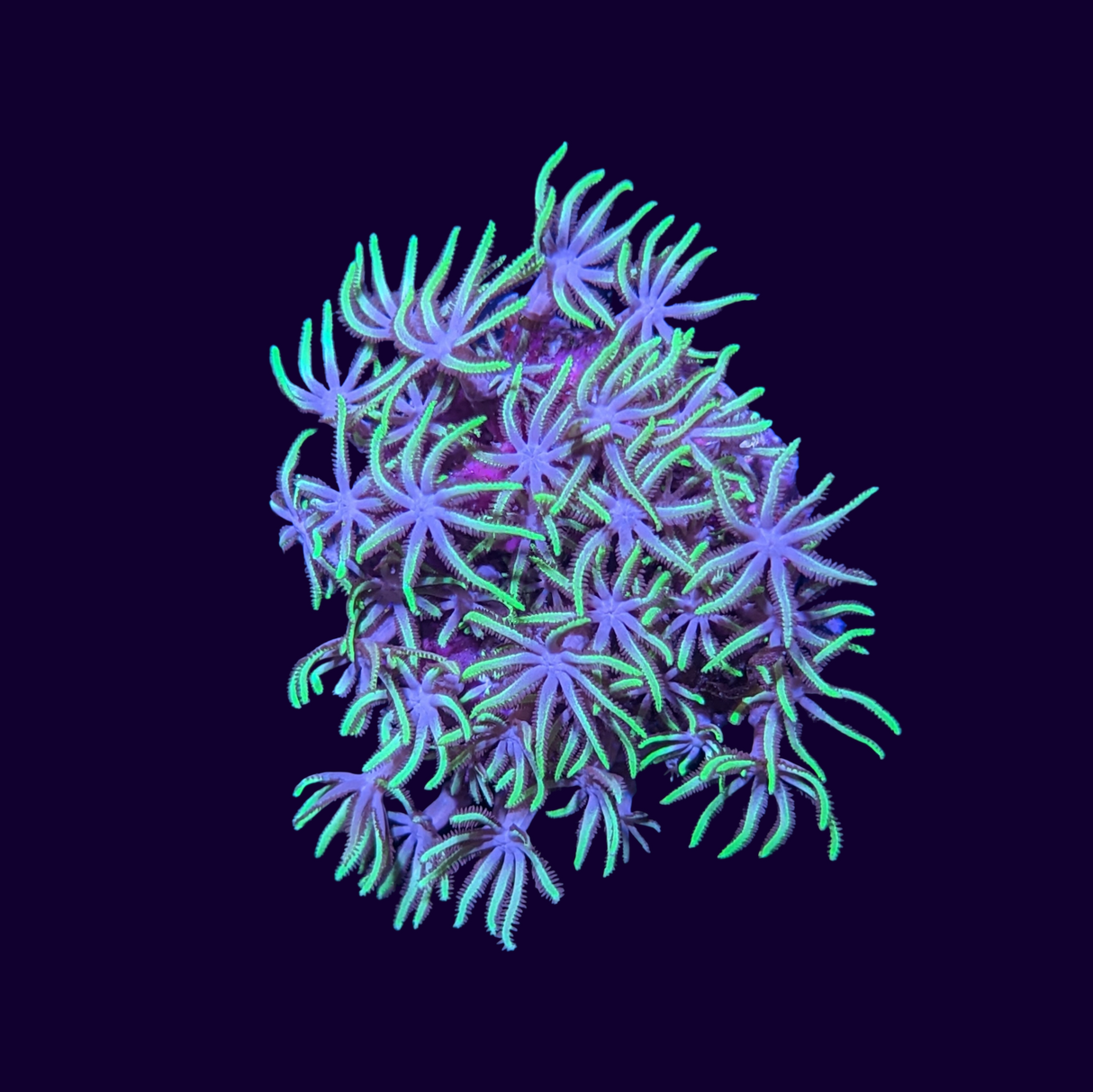 Green Star Polyp Frag