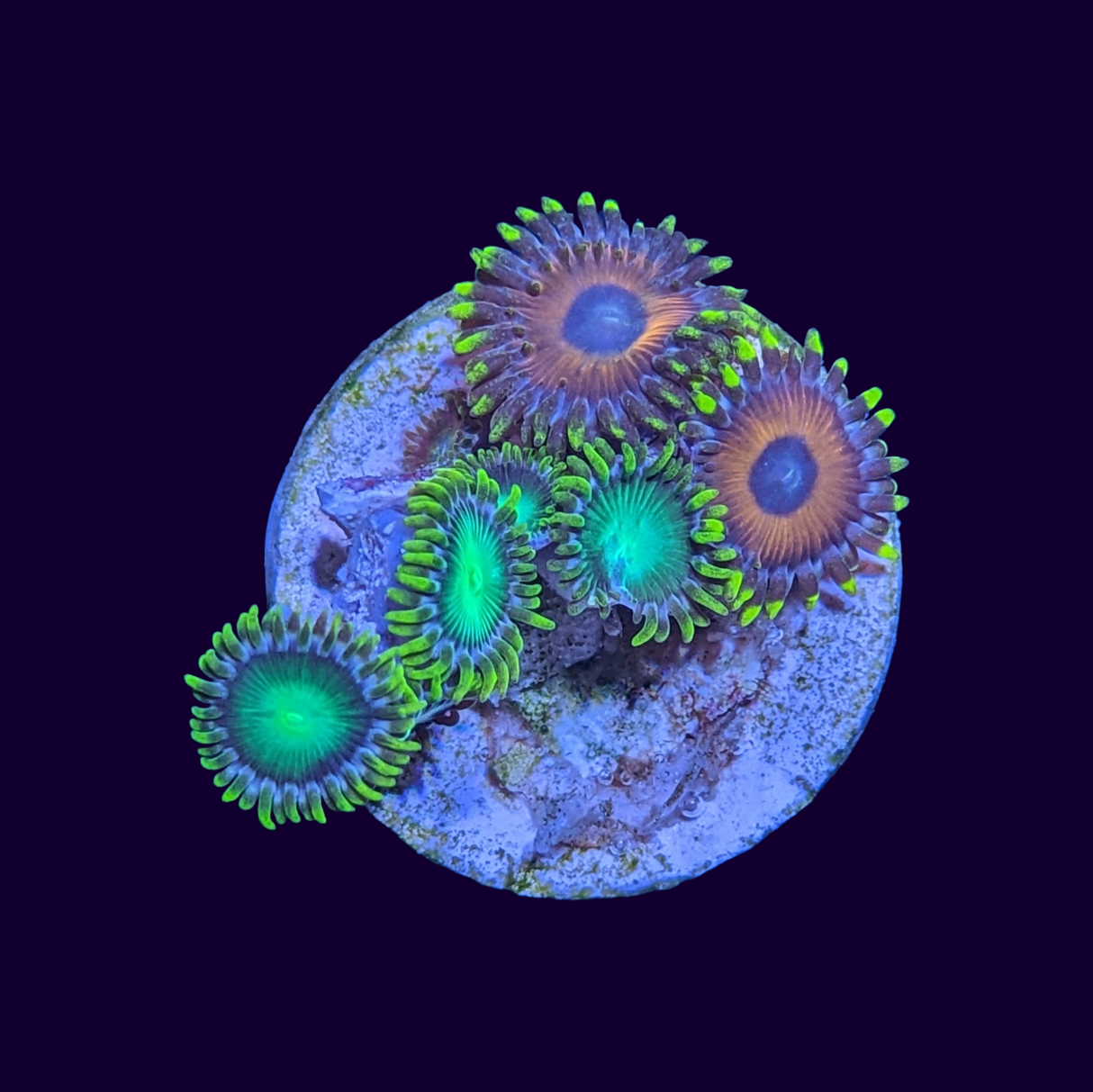 Radioactive Dragons/ Eagle Eyes mix Zoa Frag