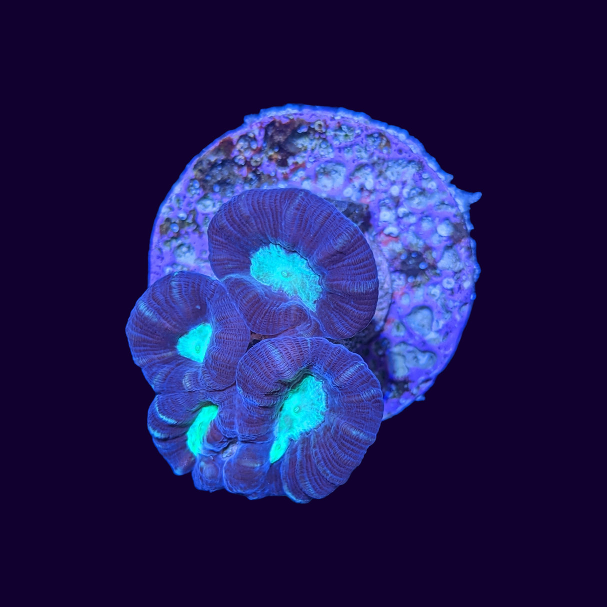 Candy Cane Green Pinwheel 4 Heads