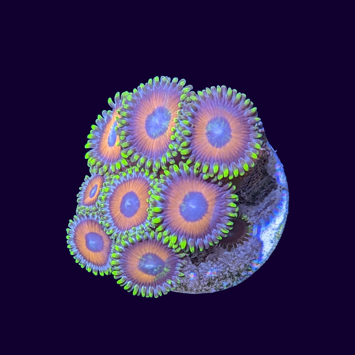 Eagle Eyes Zoas Frag