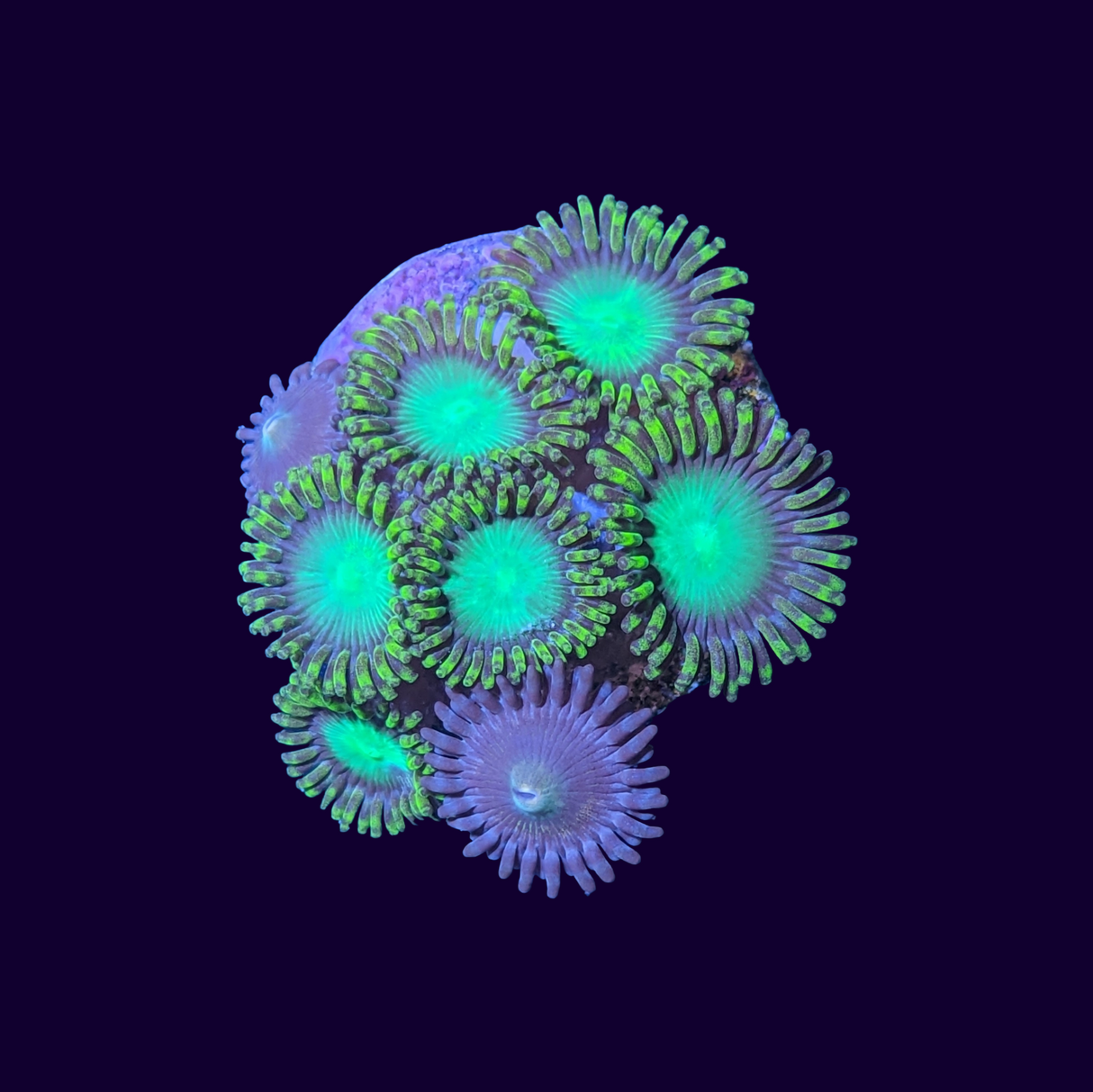 Radioactive Dragons Eye Mixed Zoa Frag