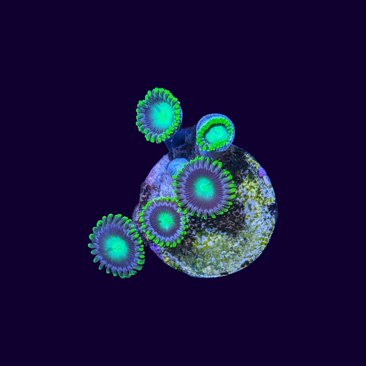 Radioactive Dragons Eye Zoa Frag