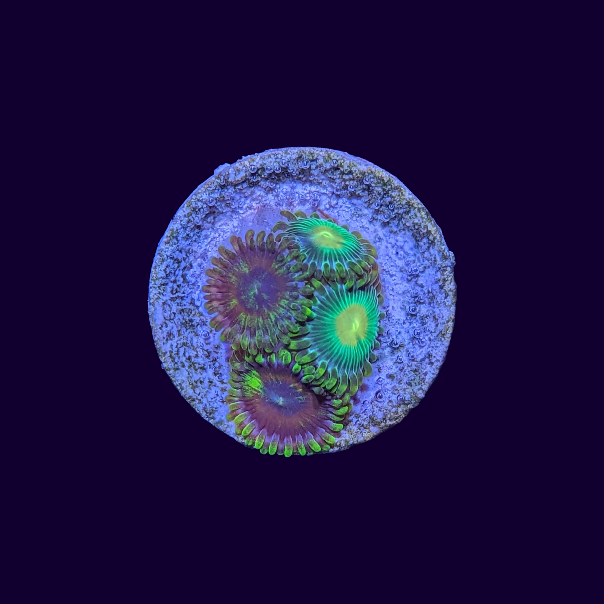 Zoa Frag