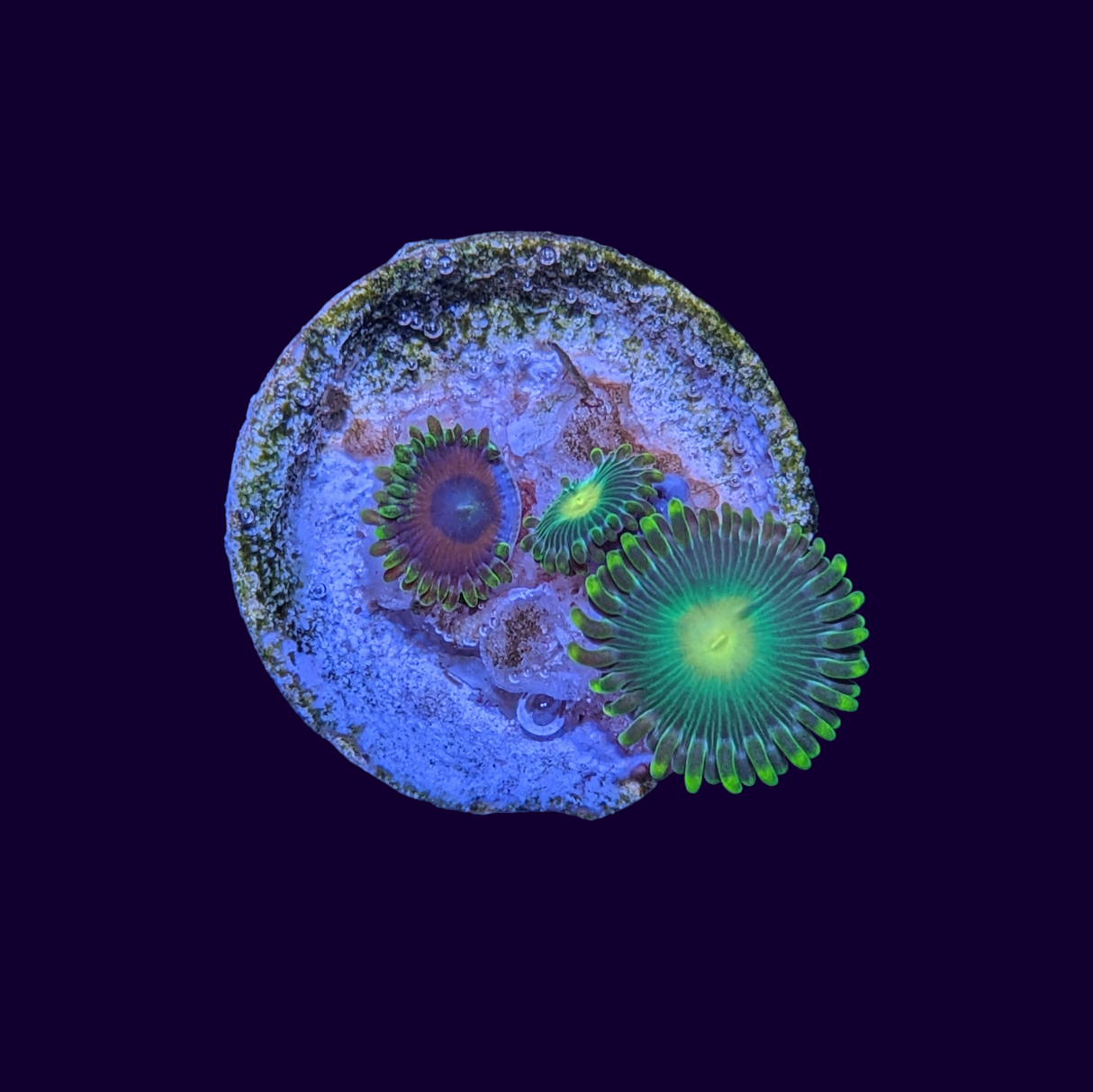 John Deere/Eagle eye mix Zoa Frag