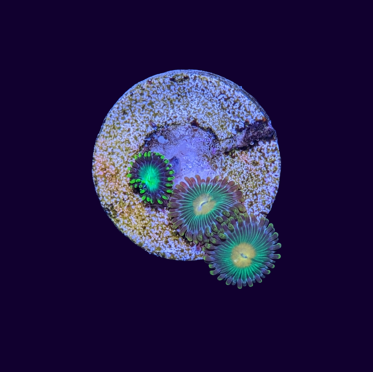 John Deere/ Radioactive Dragon eye mix Zoa Frag