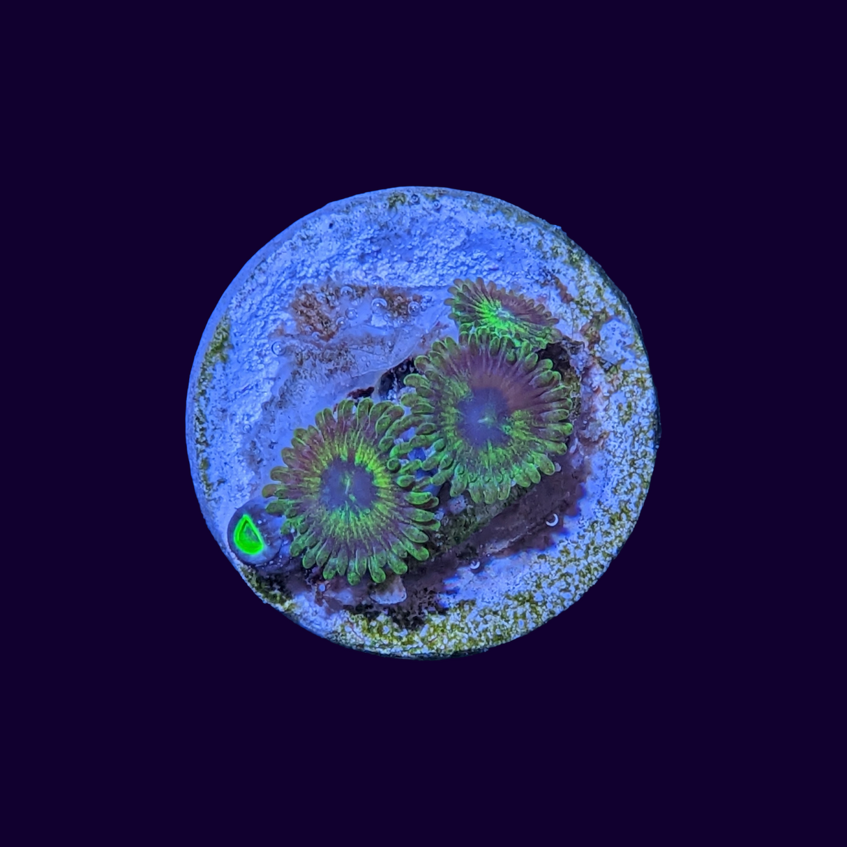 Zoa Frag