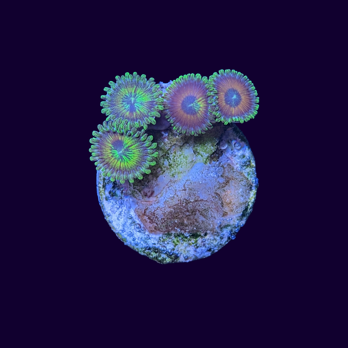 Zoa Frag