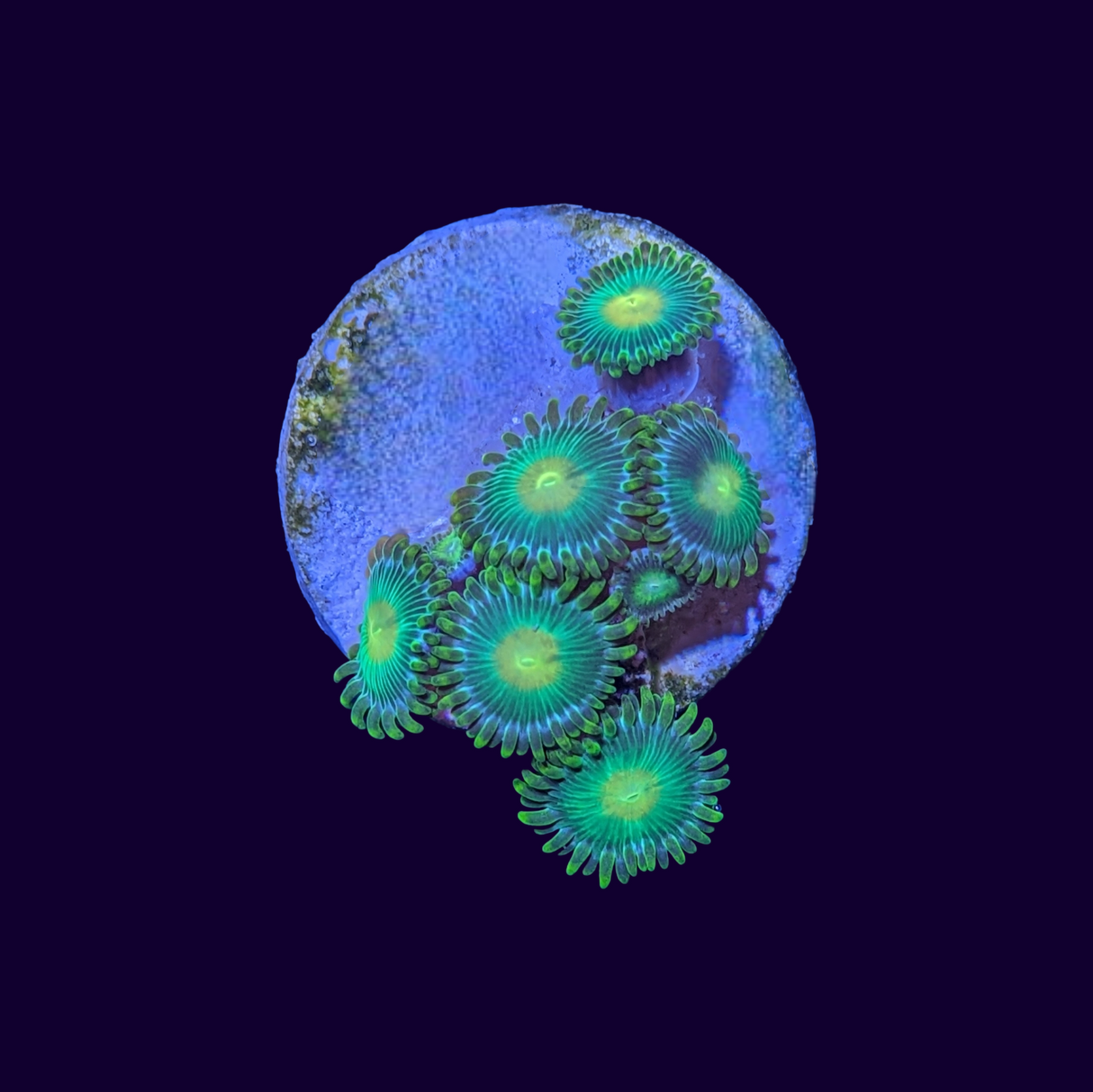 John Deere Zoa Frag