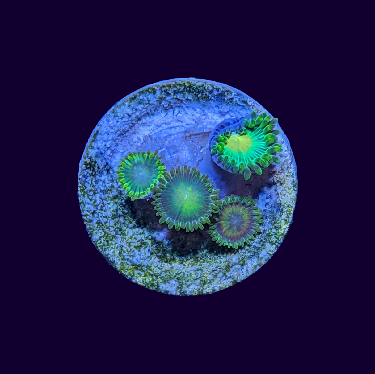 John Deere Mix Zoa Frag