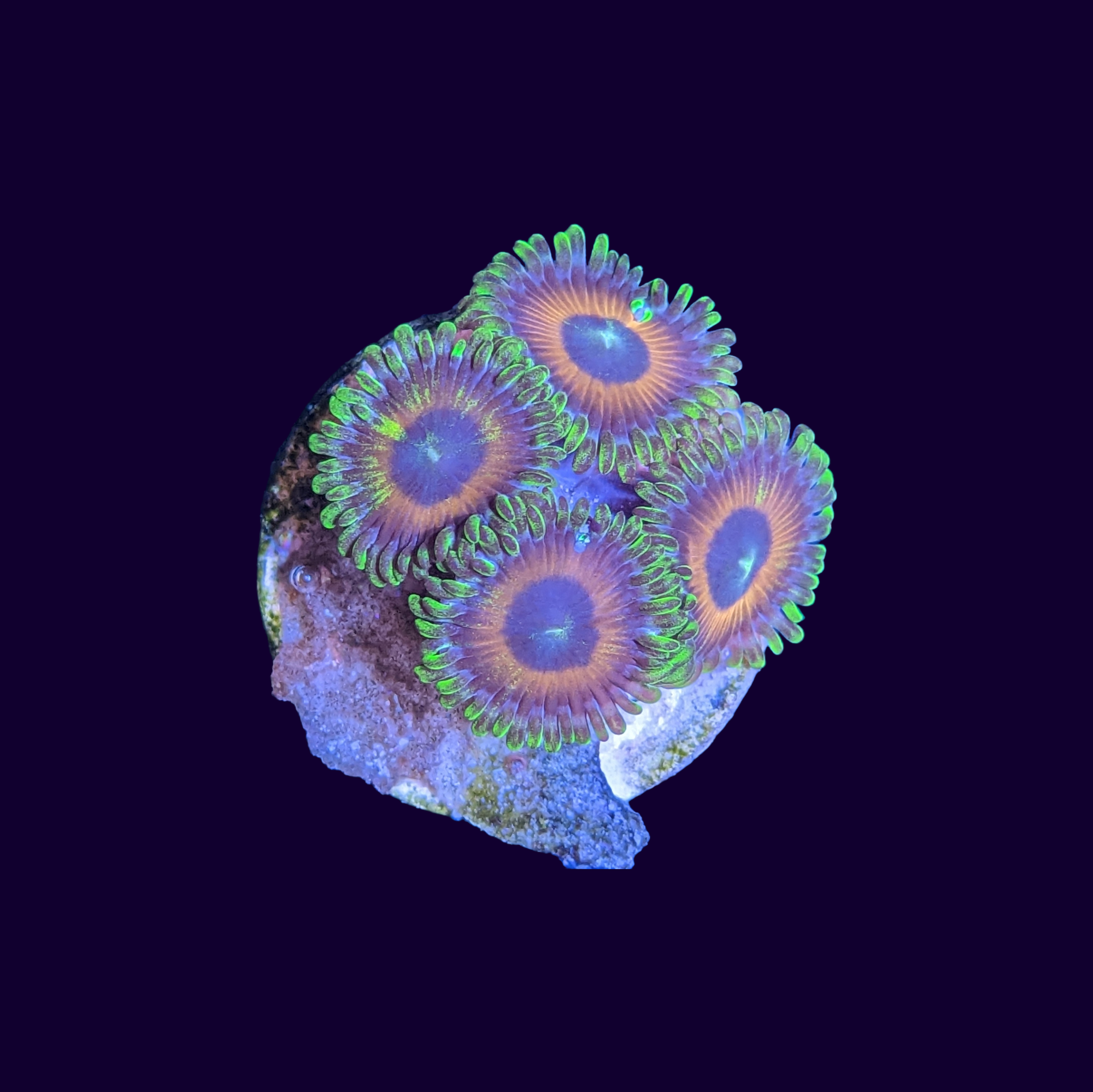 Eagle Eyes Zoas Frag thecoralcentre