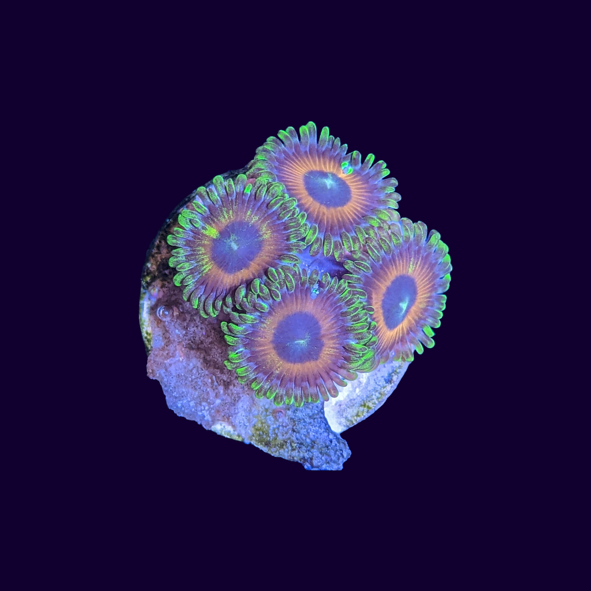 Eagle Eyes Zoas Frag