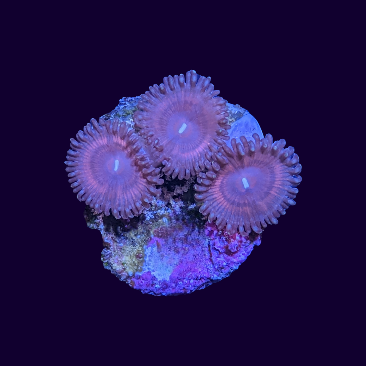 Pink Passion Zoa Frag (UK Grown)