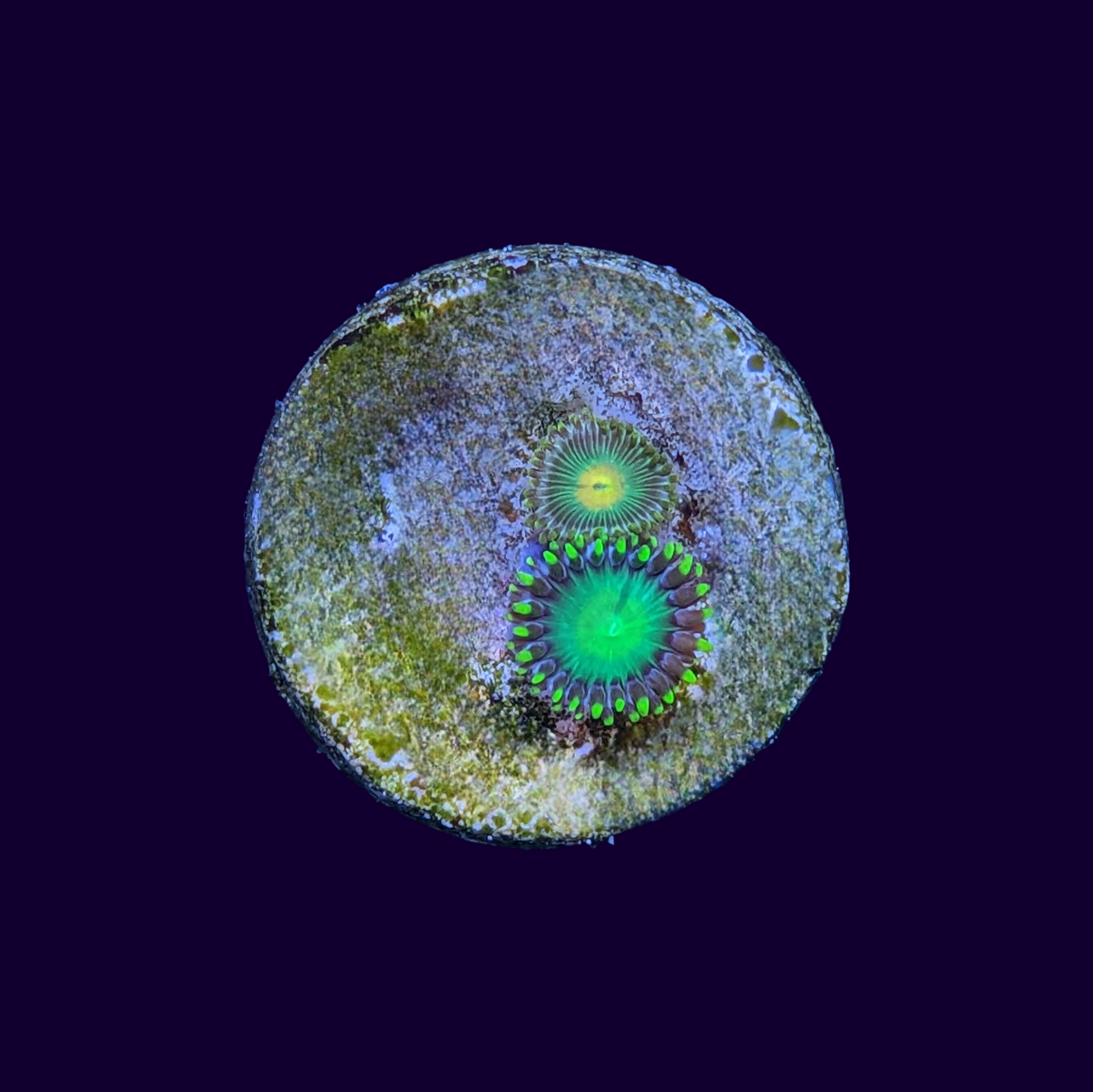 Radioactive Dragons Eye/ John Deere Mix Zoa Frag