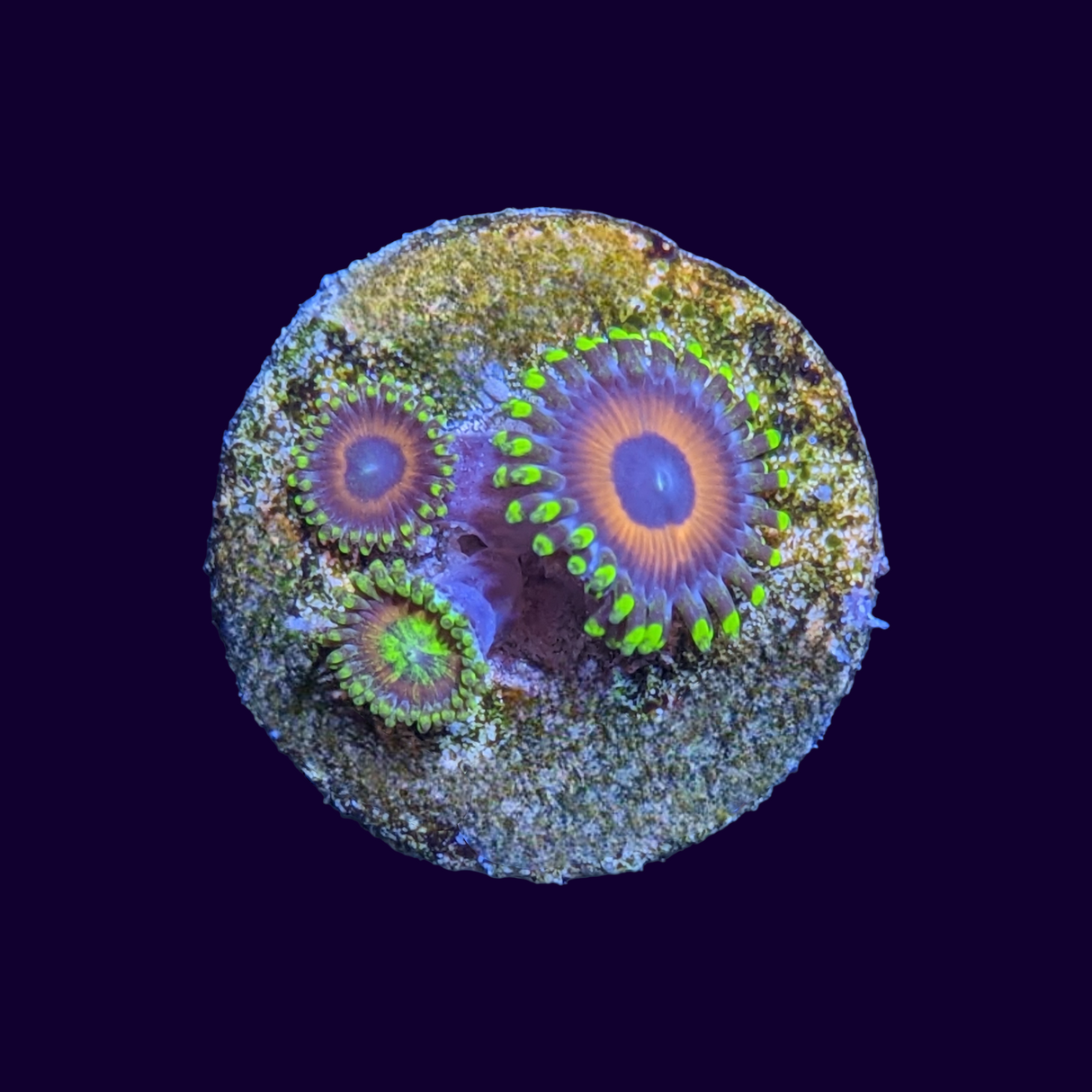 Eagle Eyes Zoas Frag