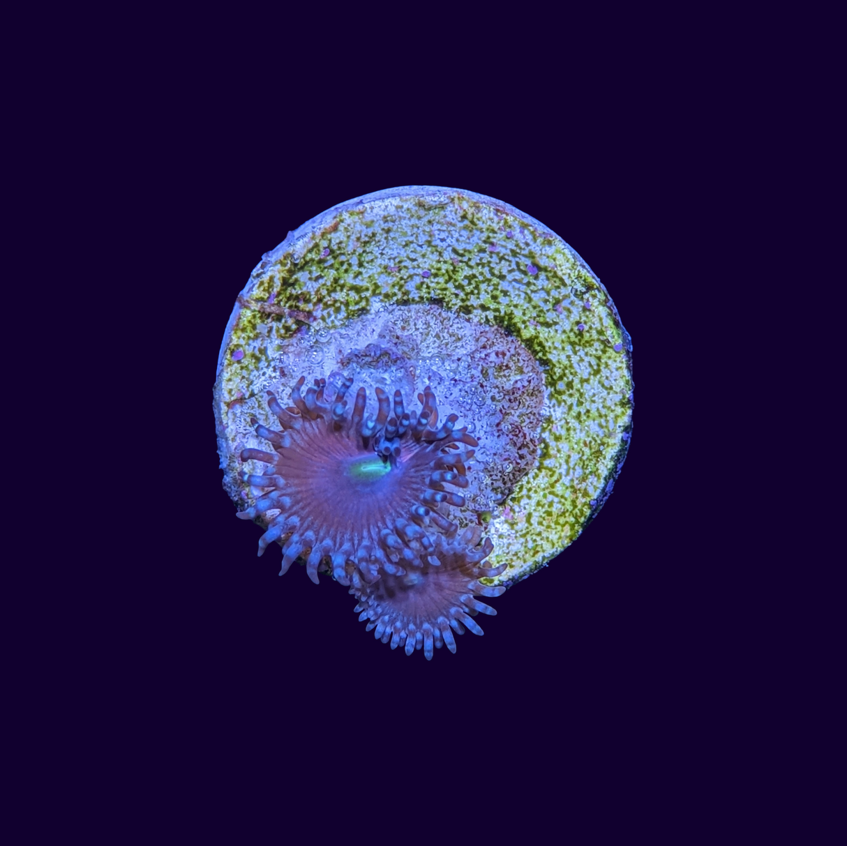 Zoa Frag