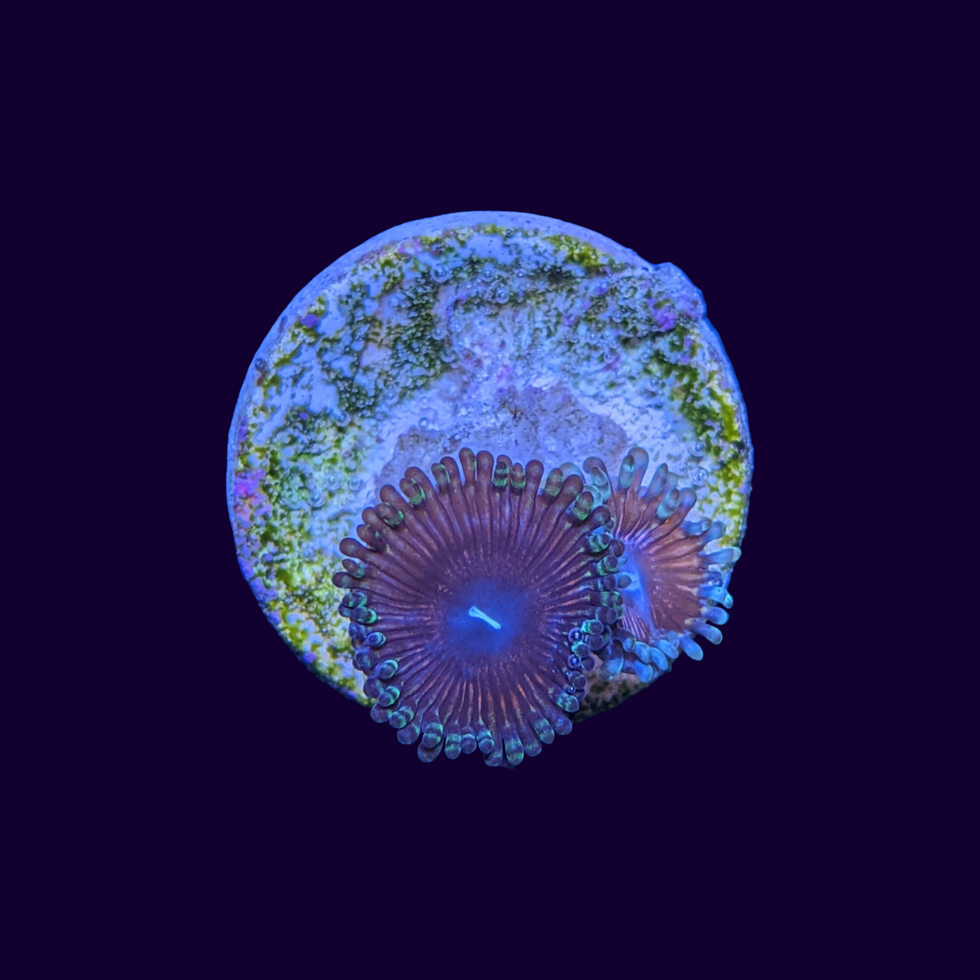 Armour of God Zoa Frag thecoralcentre
