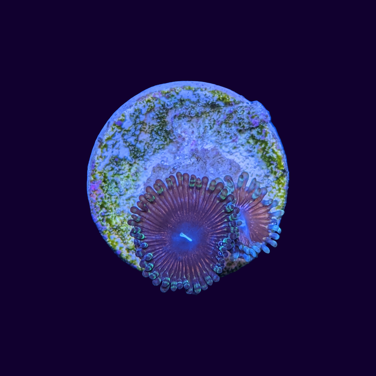 Armour of God Zoa Frag