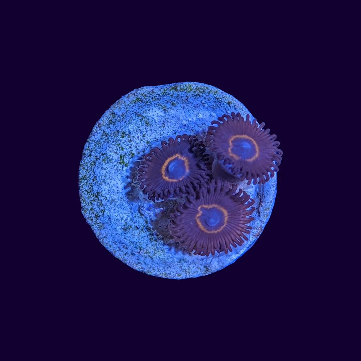 Bullseye Zoa Frag