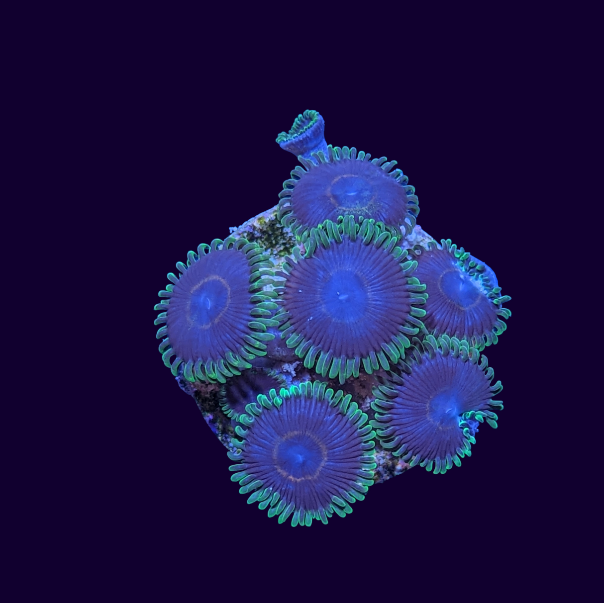 Joker Zoa Frag