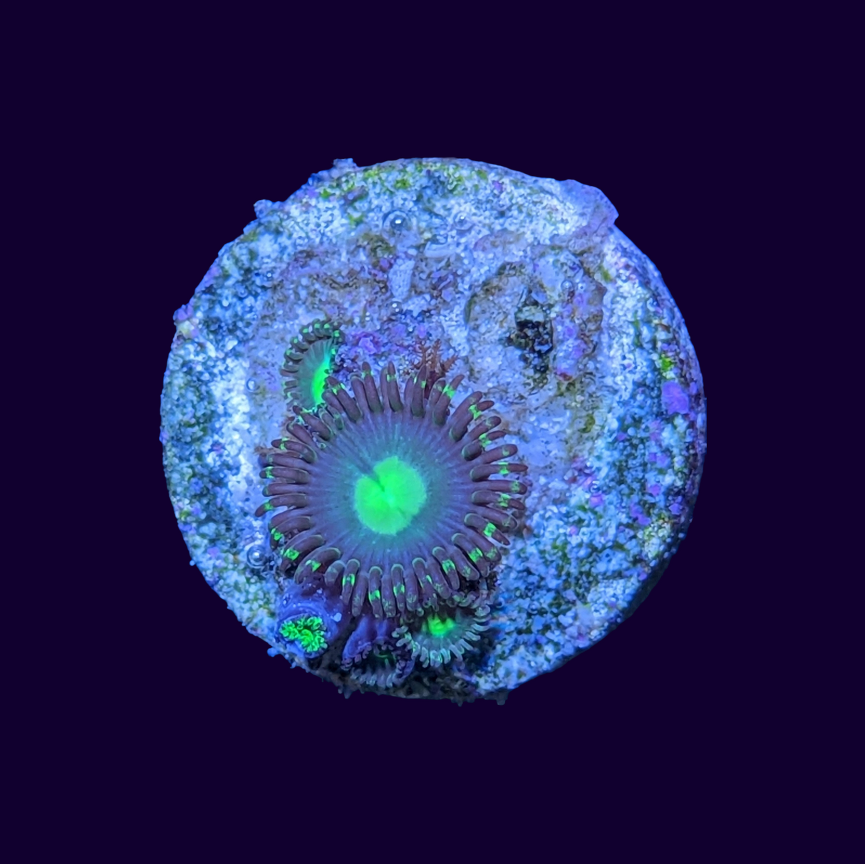 Jack N Cokes Zoa Frag