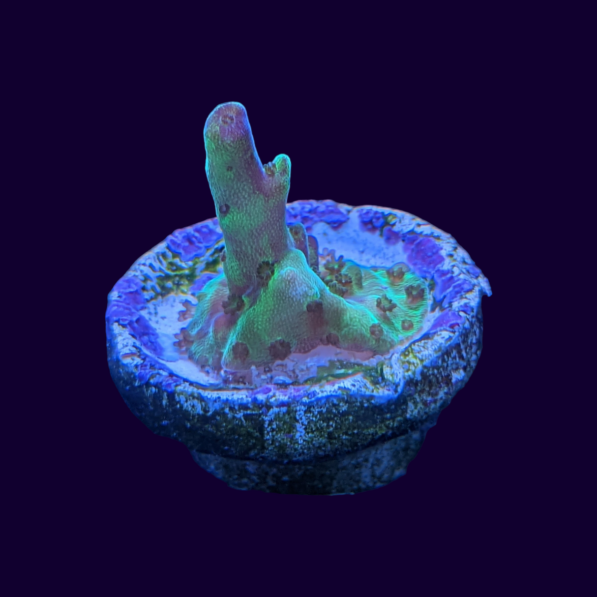 Acropora Frag (UK Grown)